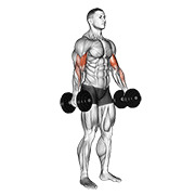Uginanie bicepsów ze sztangielkami na stojąco
