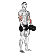 Uginanie bicepsów z hantlami chwytem odwrotnym