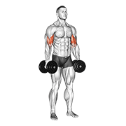 Uginanie ramion ze sztangielkami stojąc, na biceps, wersja 2