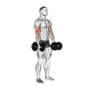 Uginanie bicepsów z hantlami